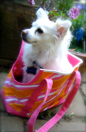 Legally Adorable Dog Tote