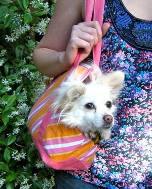 Legally Adorable dog tote