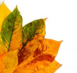 Autumn Leaves Stock Photo