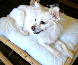 Doggy Bamboo Bed